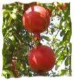Pomegranate image